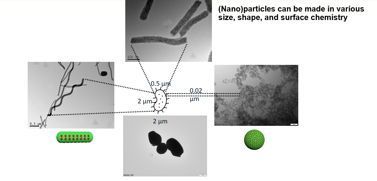 Nanoparticles made in various sizes, shapes and surface chemistry