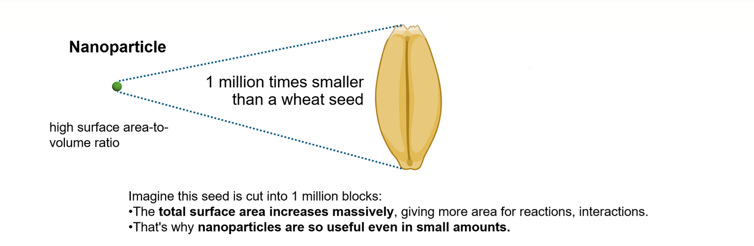 A nanoparticle is about one million times smaller than a wheat seed
