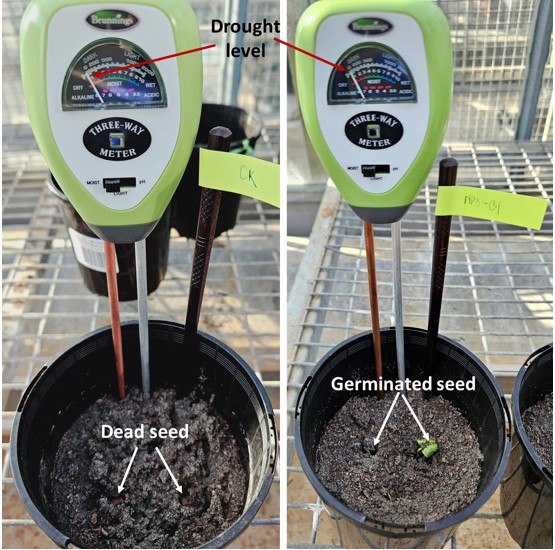 Cotton under drought: dead seed in control, germinated seed with nanoparticles