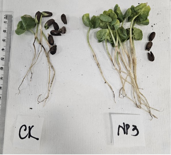 Cotton trial
