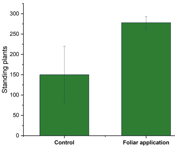 Standing plants, control vs foliar application