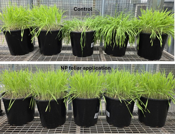 Grain trial